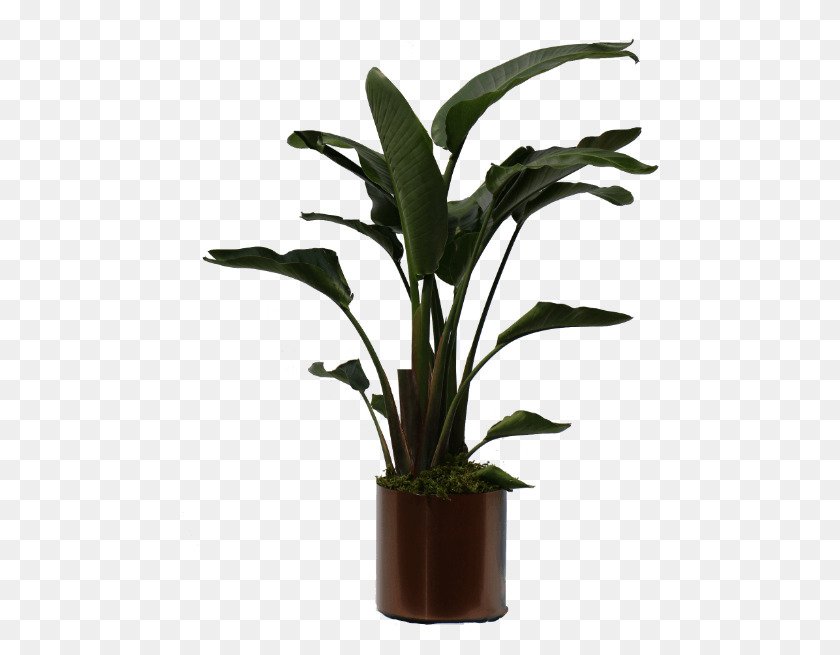 478x595 Высокие Комнатные Тропические Растения, Растение, Лист, Зеленый Hd Png Скачать