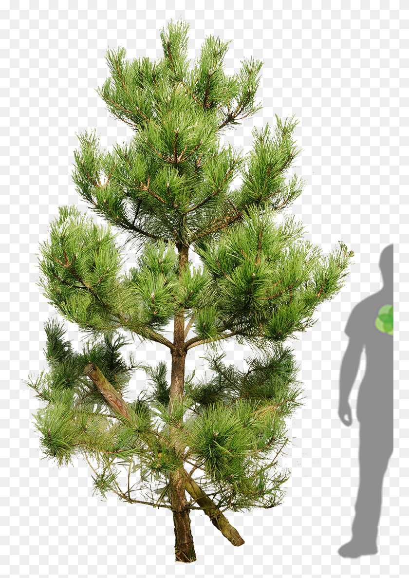 776x1127 Tall Pine Tree Silhouette Shortstraw Pine, Tree, Plant, Conifer HD PNG Download