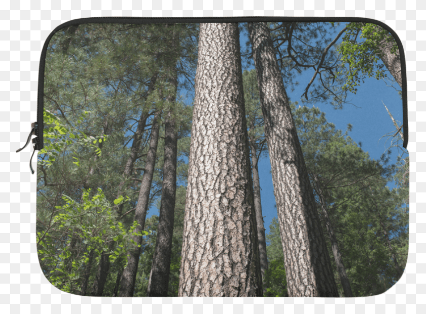 788x566 Tall Pine Trees Mt Lemmon Arizona Microsoft Surface Grove, Tree, Plant, Tree Trunk HD PNG Download