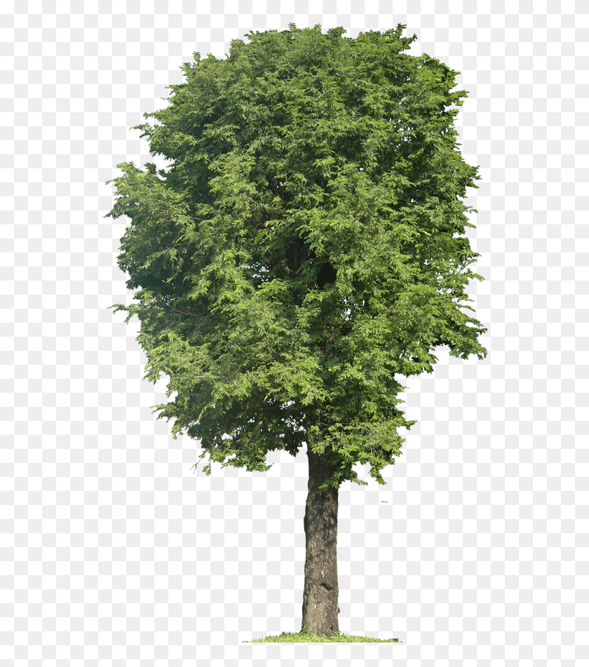 551x891 Tamarindus Indica Quercus Archmodels, Дерево, Растение, Клен Hd Png Скачать
