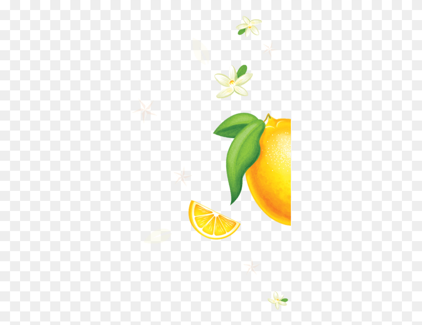 318x587 Tangerine, Plant, Citrus Fruit, Fruit HD PNG Download