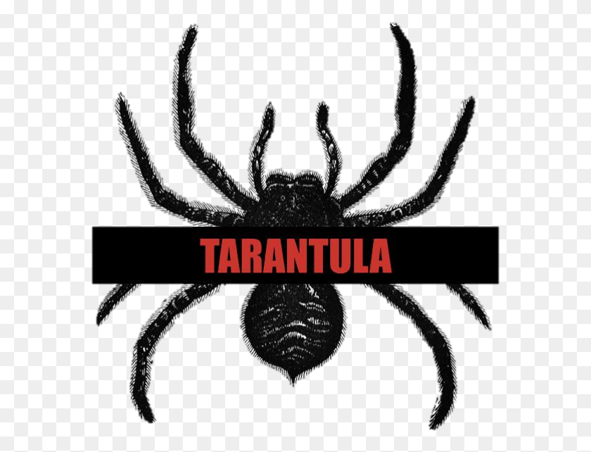 581x582 Tarantula Clip Art, Invertebrate, Animal, Black Widow HD PNG Download