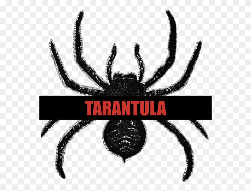 581x582 Tarántula Png / Invertebrados Png