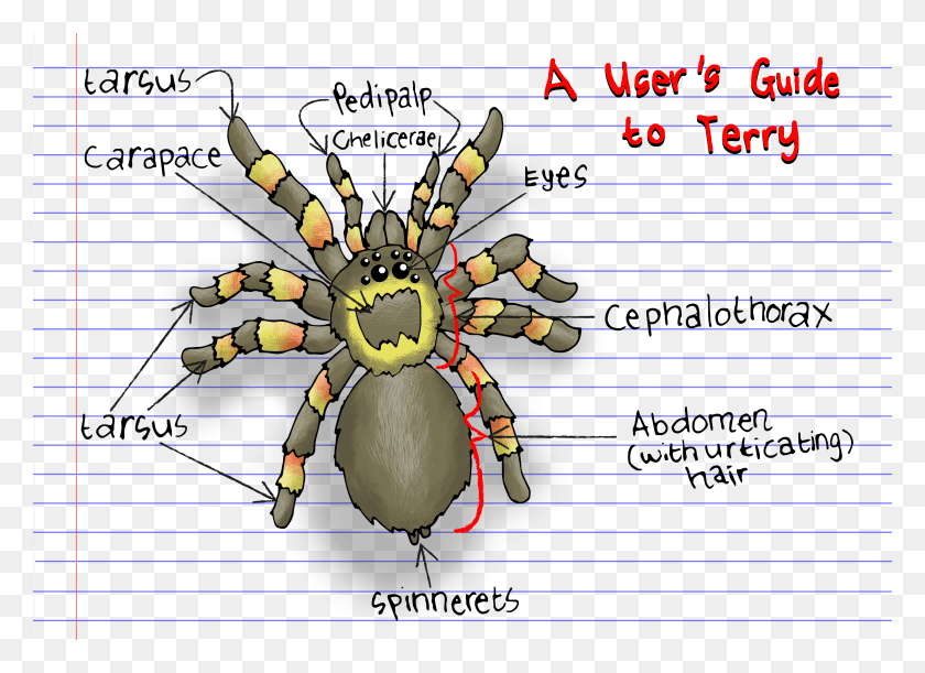 3508x2480 Tarantula Diagram Cartoon, Invertebrate, Animal, Insect HD PNG Download