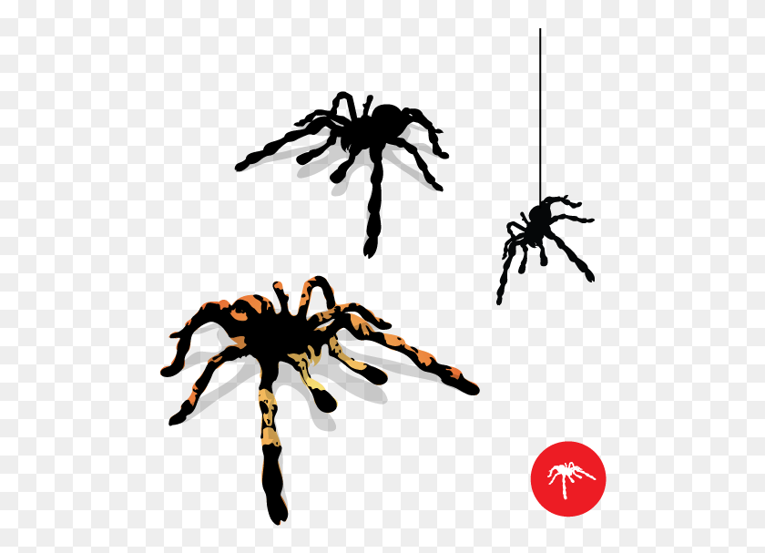 492x547 Tarantula Silhouette At Clipart Spider Vector Free, Invertebrate, Animal, Arachnid HD PNG Download