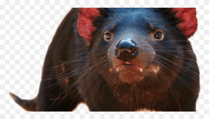 857x461 Tassie 1040x460 Tasmanian Devil, Mammal, Animal, Wildlife HD PNG Download
