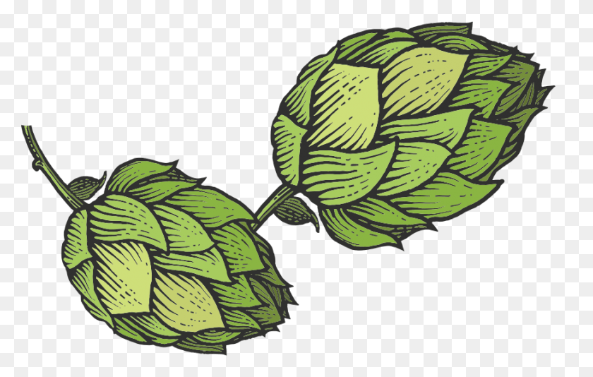 873x531 Tastings And Events Hop Sketch, Plant, Green, Bird HD PNG Download