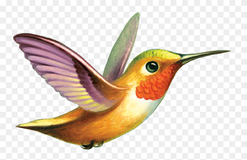1578x981 Tattly Temporary Tattoos Tattoo, Bird, Animal, Hummingbird Descargar Hd Png