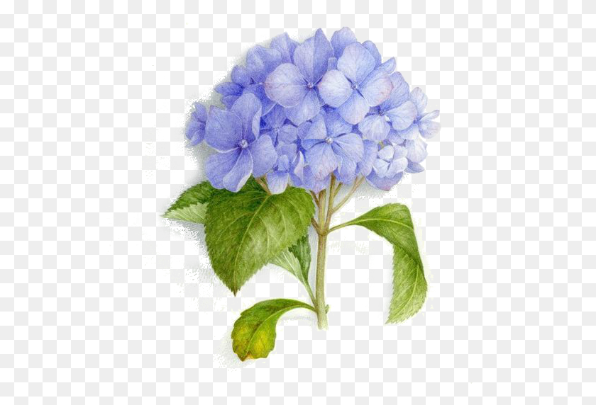 541x512 Arte Del Tatuaje Ramo Pintura Ilustración Acuarela Azul Hortensia Tatuaje, Geranio, Flor, Planta Hd Png Descargar