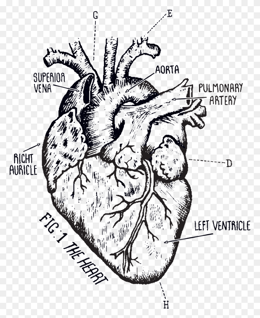 1277x1587 Tattoo Biological Heart Drawing, Text, Bird, Animal HD PNG Download