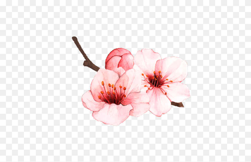 436x481 Tattoo Cherry Blossom Vector, Plant, Flower, Blossom HD PNG Download