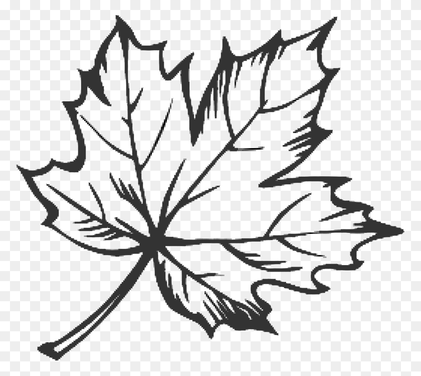 776x689 Tattoo Leaf Drawing Maple Sugar Hq Image Free Clipart Line Drawing Maple Leaf, Snowflake, Bow, Pattern HD PNG Download