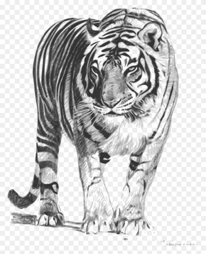 1979x2472 Tattoo This Bengal Tiger 1979px 1989 1989kb Royal Bengal Tiger Sketch, Wildlife HD PNG Download