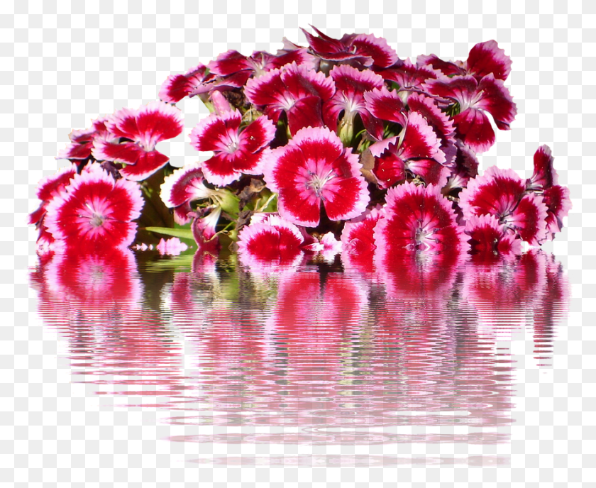 881x710 Tausendschn Flowers Graphic Isolated Flower Sweet William, Plant, Blossom, Water HD PNG Download