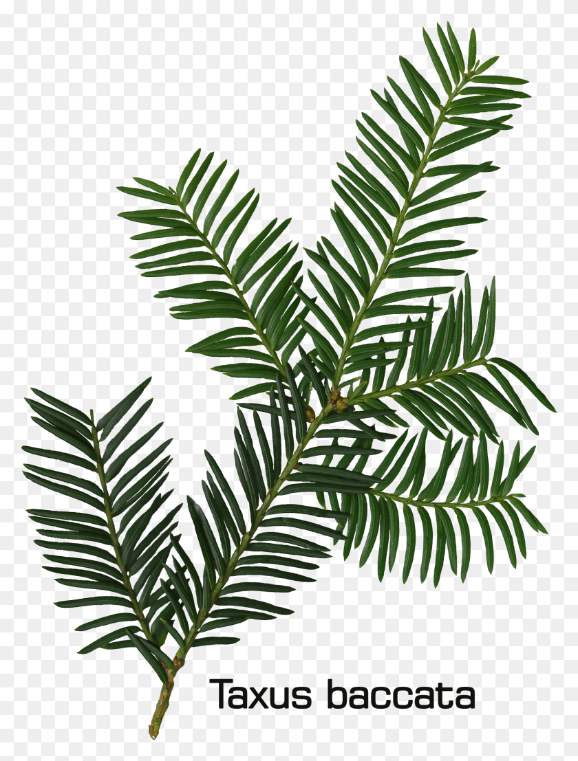 1849x2484 Taxus Baccata Twig Western Yew, Дерево, Растение, Лист Hd Png Скачать
