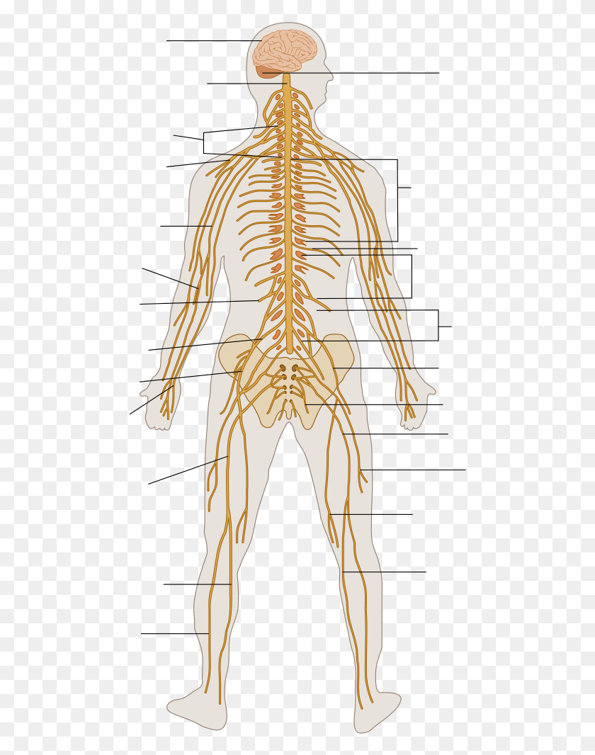 477x1006 Te Nervous System Diagram Unlabeled Nervous System Diagram, Person, Human, Back HD PNG Download