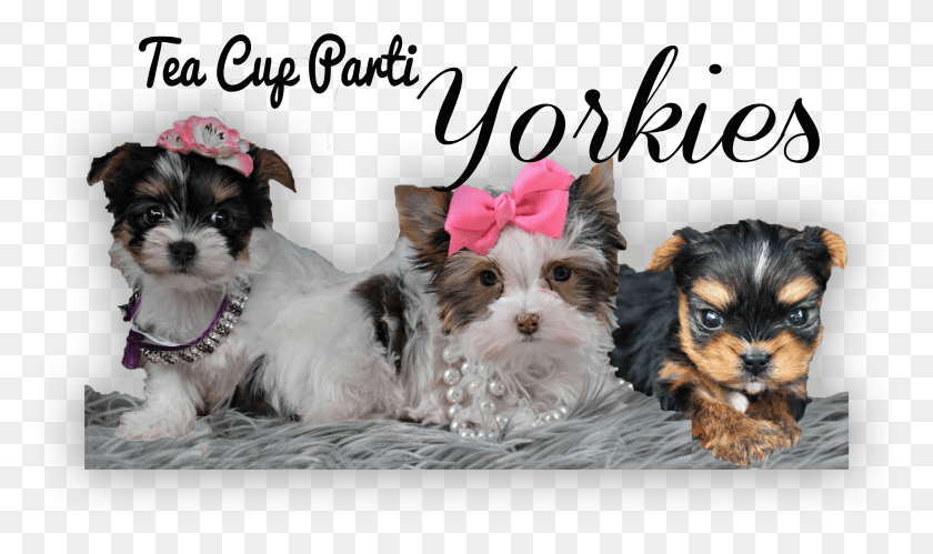 3092x1743 Tea Cup Parti Yorkies Morkie HD PNG Download