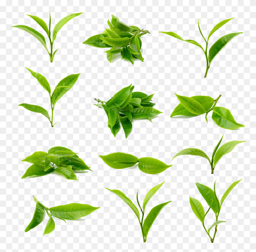 977x964 Tea Green Matcha Black Free Image Image Category Green Tea Leaf, Plant, Vase, Jar HD PNG Download
