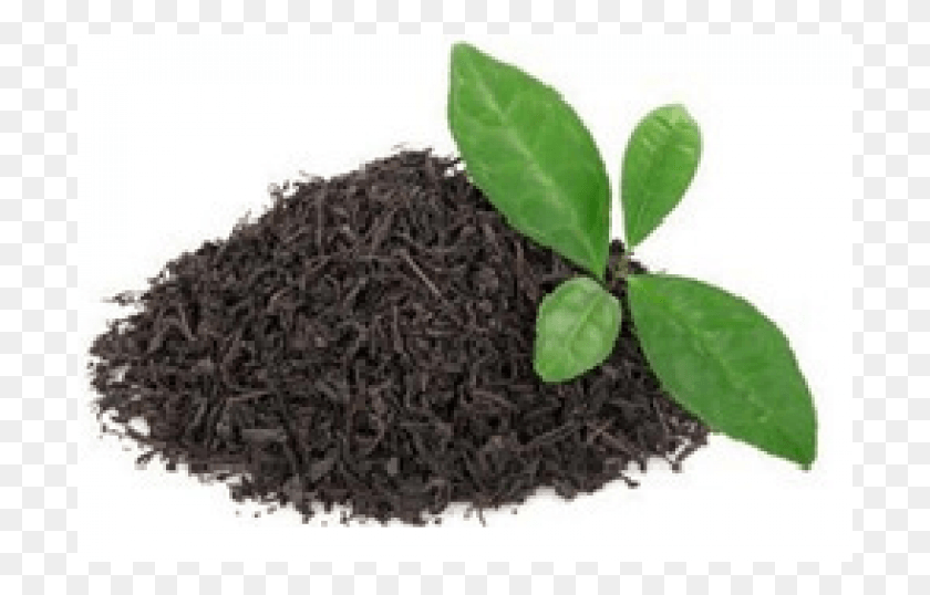 701x478 Tea Leaf 250 Gram Tea Dust, Plant, Beverage, Drink HD PNG Download