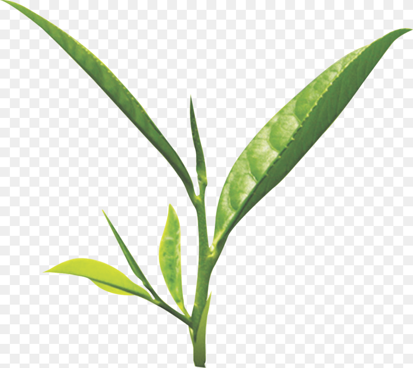 1549x1382 Tea Leaf Green Tea Leaf, Beverage, Green Tea, Plant PNG