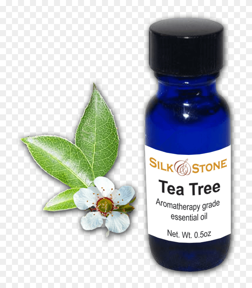 742x897 Tea Tree Esential Oil Jasmine, Plant, Bottle, Flower Descargar Hd Png