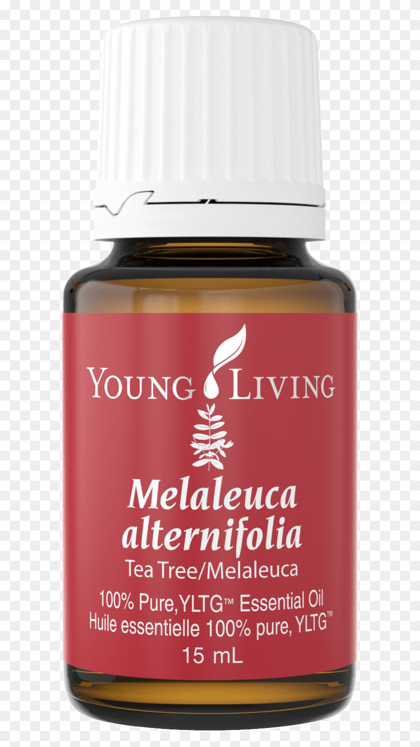 594x1432 Tea Tree Essential Oil Is Likely One Of The Most Popular Melrose Young Living, Bottle, Cosmetics, Beer HD PNG Download