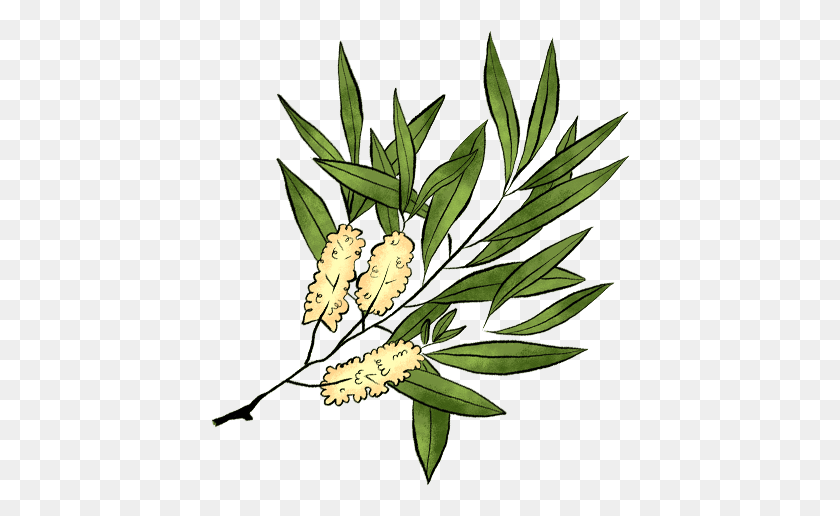 420x456 Tea Tree Illustration, Leaf, Plant, Flower HD PNG Download