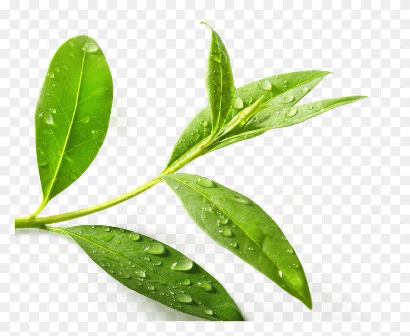 900x726 Листья Чайного Дерева, Лист, Растение, Зеленый Hd Png Скачать