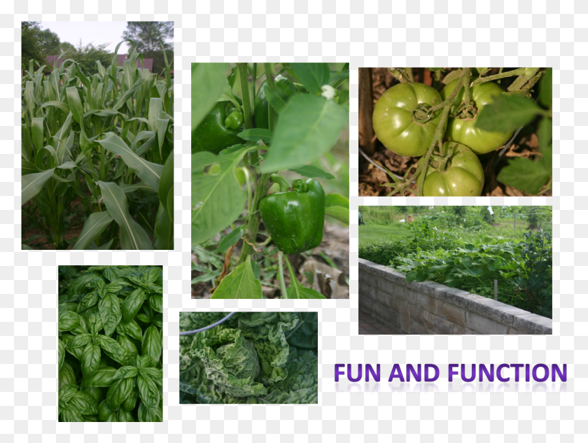 1479x1088 Team Home And Garden Cash Crop, Plant, Vegetable, Food HD PNG Download