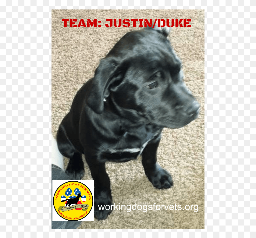 503x721 Team Justinduke Labrador Retriever, Dog, Pet, Canine HD PNG Download