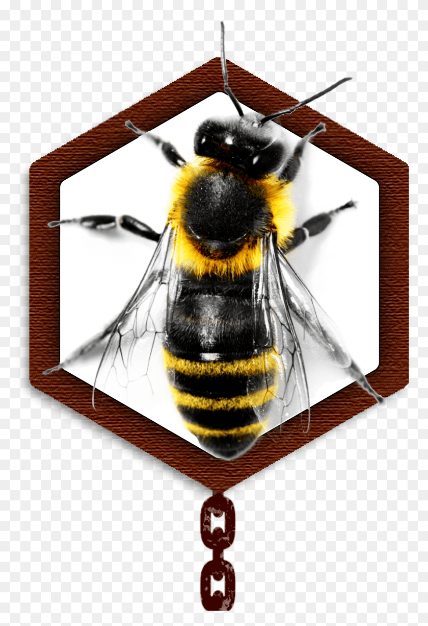 1671x2500 Team Nymu Taipei 2013 Igem Org Upside Down Honey Bee, Apidae, Bee, Insect HD PNG Download