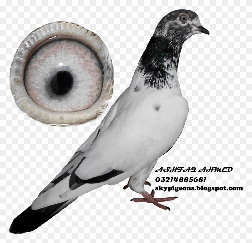 1210x1167 Teddy Pigeon Rock Dove, Bird, Animal HD PNG Download