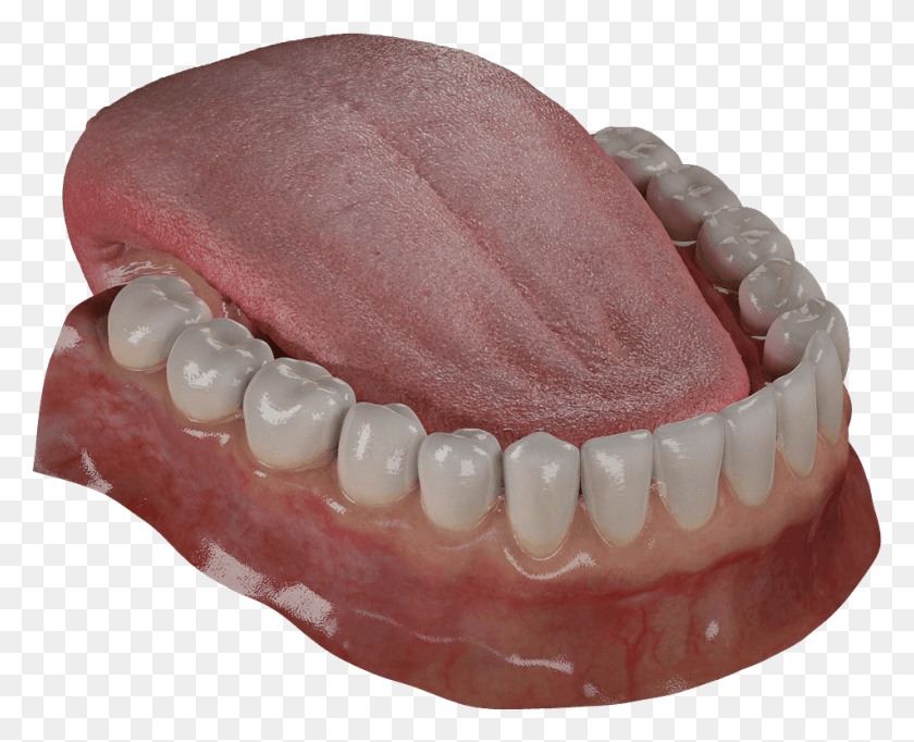 952x760 Зубы Являются Одними Из Самых Отличительных Черт 3D Модели Беззубых Млекопитающих, Челюсть, Рот, Губа Png Скачать