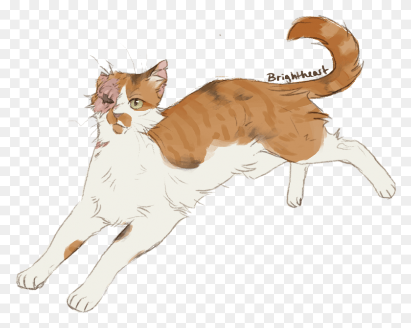 1017x796 Tell Me Whatever You Want But Brightheart Should Have Cat Yawns, Animal, Mammal, Pet HD PNG Download