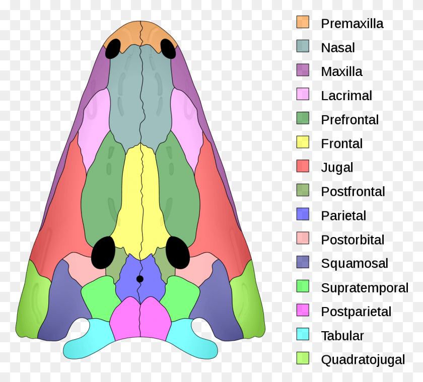 1120x1005 Temnospondyl Skull, Graphics, Triangle HD PNG Download