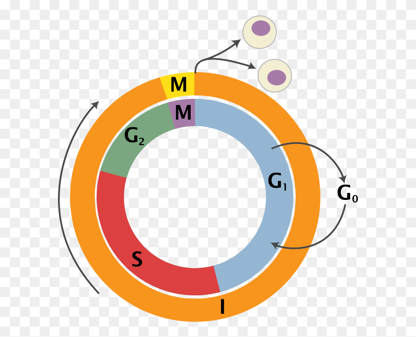 607x621 Temperature Control Of Mammalian Cell Cycle Cell Cycle, Number, Symbol, Text HD PNG Download