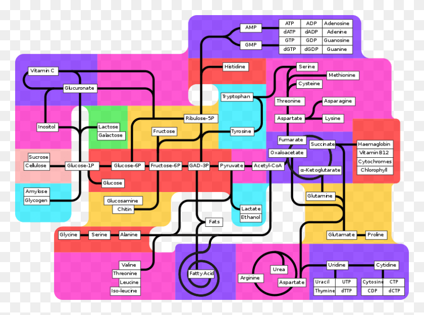 790x573 Template Metabolic Pathways Metabolic Pathways, Scoreboard, Text, Purple HD PNG Download