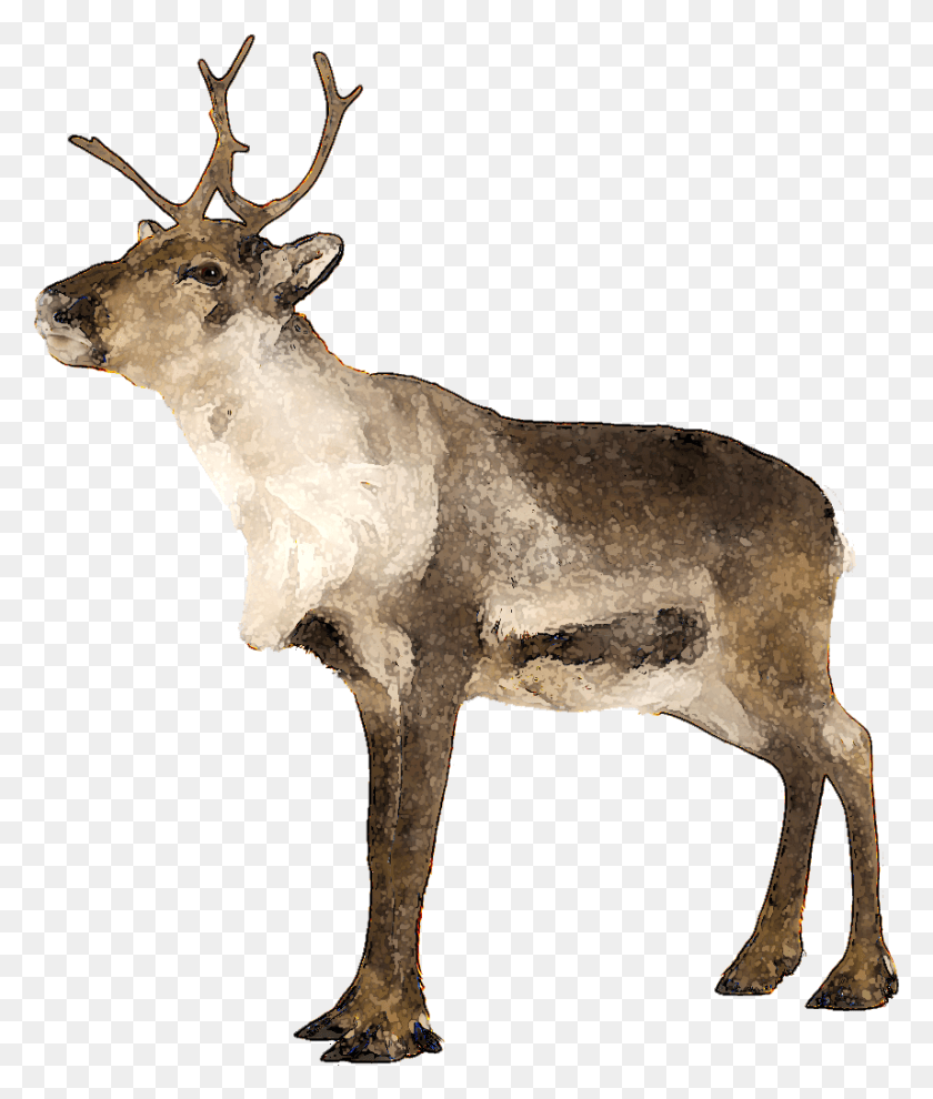 856x1021 Ten Ways To Modify Caribou File, Deer, Wildlife, Mammal HD PNG Download