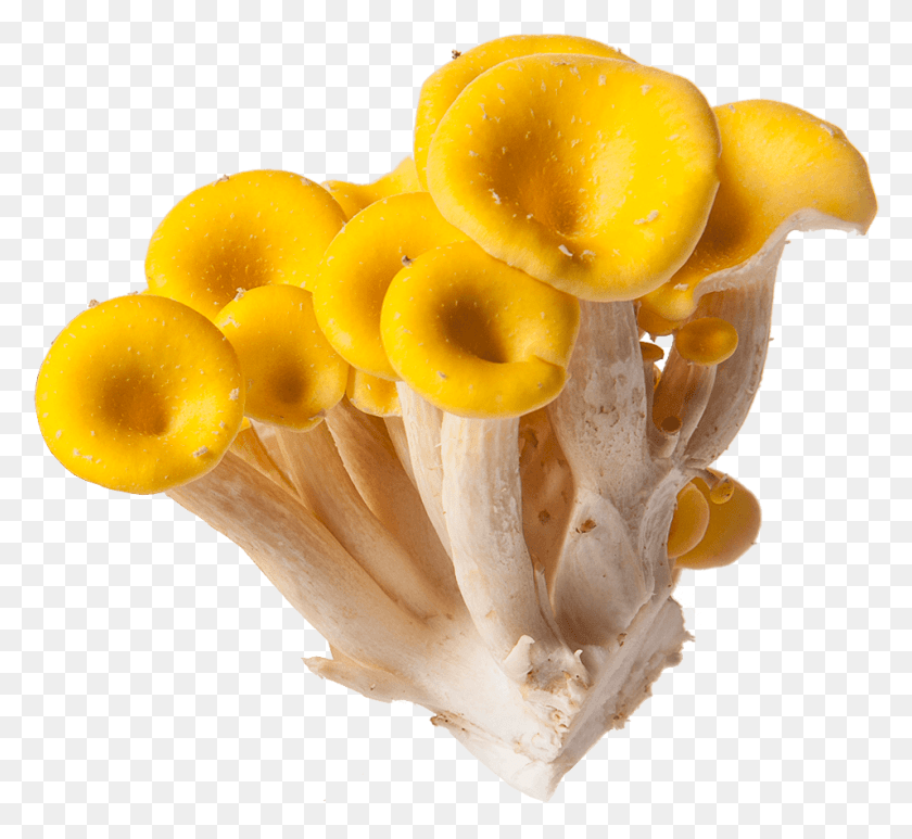 956x874 Tender Mushroom Lends Itself To A Fast Cooking, Fungus, Plant, Amanita HD PNG Download