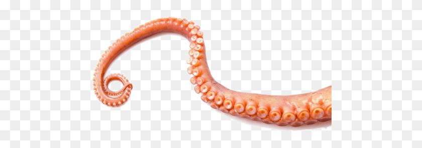 480x235 Tentáculo Png / Pulpo Hd Png