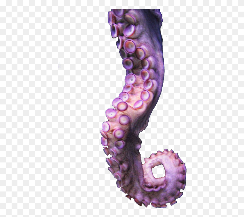 444x688 Tentacle Nasty Gal Trippy Chara Mac Poppy Octopus Transparent, Sea Life, Animal, Invertebrate HD PNG Download