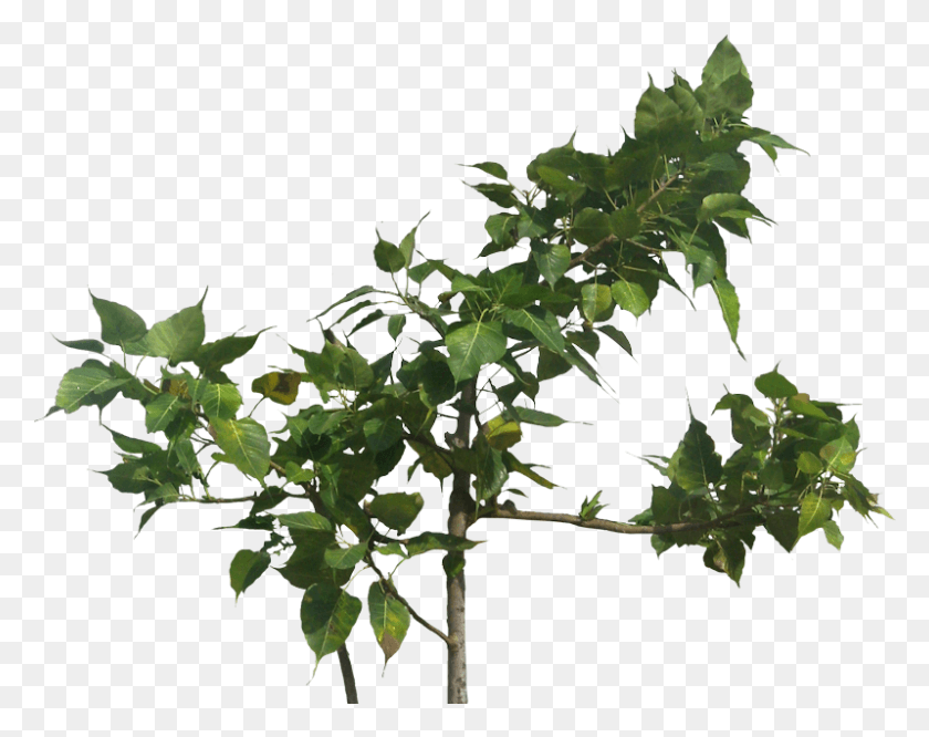 799x621 Descargar Png / Tepisi Za Dnevnu Sobu, Hoja, Planta, Árbol Hd Png