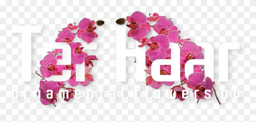 1606x707 Ter Haar Декоративные Цветы Bv Искусственный Цветок, Растение, Цветок, Орхидея Png Скачать