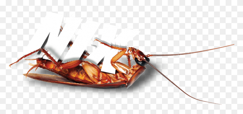1145x492 Terminix Roach Cockroach Control Banner, Wasp, Bee, Insect HD PNG Download