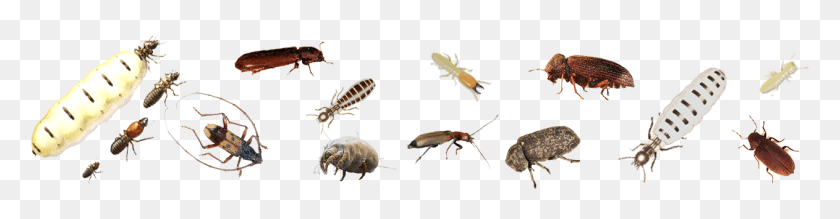 1262x258 Termite And Timber Pests Timber Pest, Insect, Invertebrate, Animal HD PNG Download