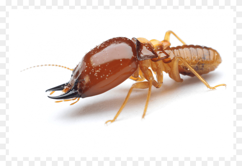961x639 Termite Facts White Ant, Lobster, Seafood, Sea Life HD PNG Download