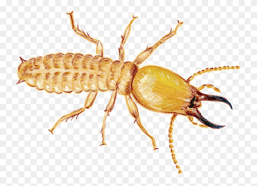 750x548 Termite Image Termite Amp Queen, Spider, Invertebrate, Animal HD PNG Download
