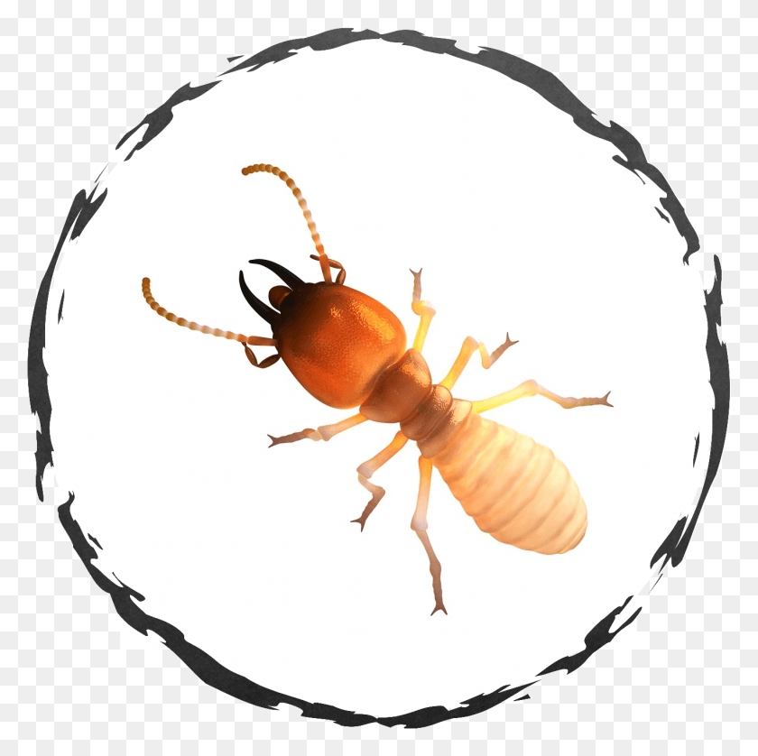 Termite Meaning In Tamil, Insect, Invertebrate, Animal HD PNG Download