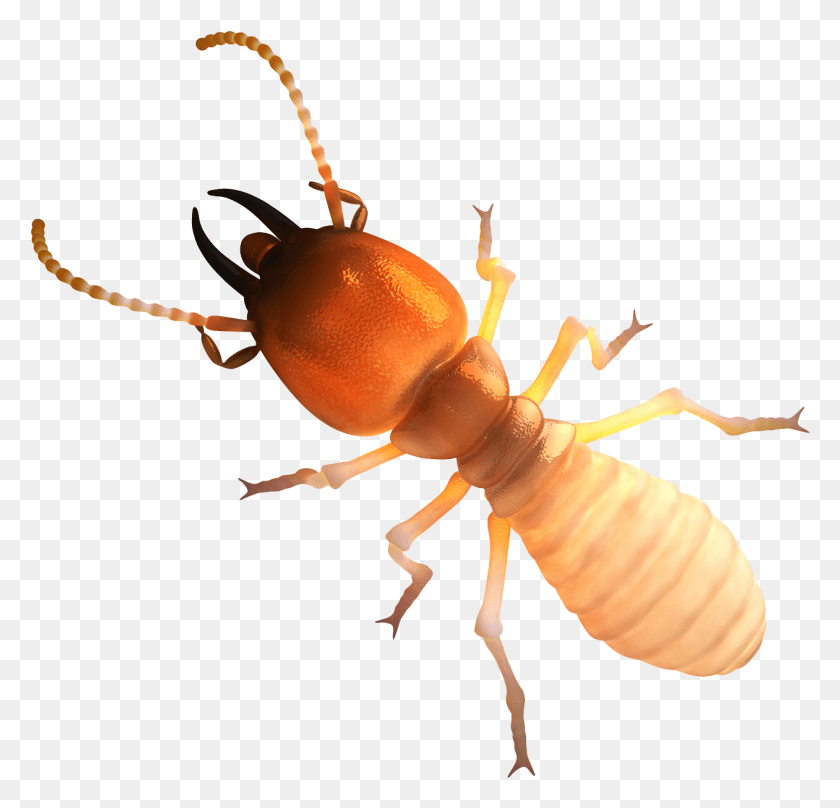 1261x1210 Termite Meaning In Tamil, Insect, Invertebrate, Animal HD PNG Download
