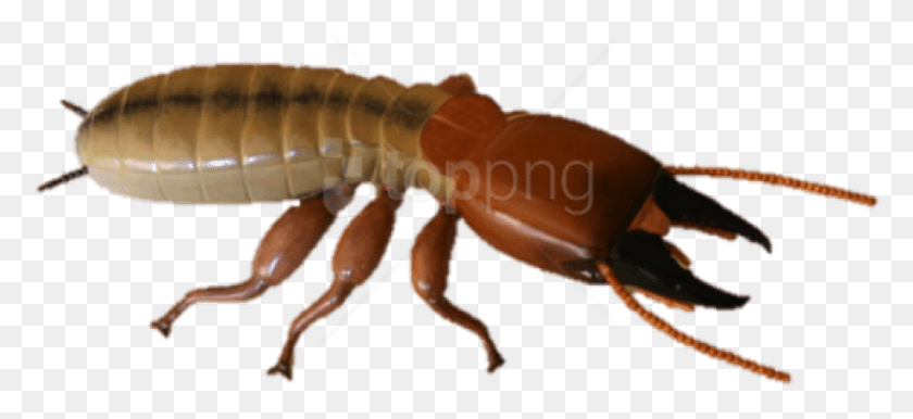 837x350 Termite Photo Images Background Termites Soldier, Insect, Invertebrate, Animal HD PNG Download